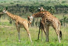 Quels animaux peut-on voir au parc de Waza ? Giraffe au Parc de Waza Cameroun