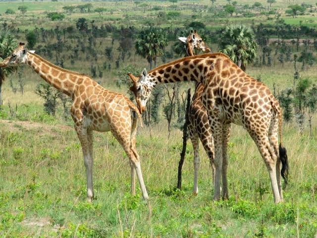 Quels animaux peut-on voir au parc de Waza ? Giraffe au Parc de Waza Cameroun