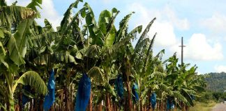 Comment postuler chez la CDC Cameroun comme superviseur ? CDC Cameroun