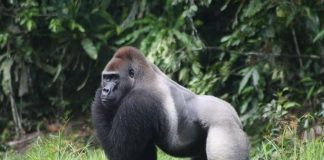 Parc national de Campo-Ma’an : un trésor naturel du Cameroun gorilles au Cameroun