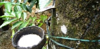 Comment postuler chez HEVECAM comme technicien agricole ? HEVECAM