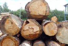 Cameroun : quatre parcs industriels du bois annoncés pour renforcer la transformation locale
