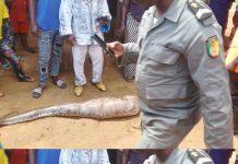 Adamaoua : un énorme serpent sème la panique à Gandiga, des habitants disent vivre dans la peur