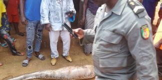 Adamaoua : un énorme serpent sème la panique à Gandiga, des habitants disent vivre dans la peur
