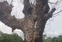 Un arbre « mystique » refuse de tomber après avoir été abattu ? La vidéo qui intrigue les internautes