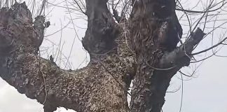 Un arbre « mystique » refuse de tomber après avoir été abattu ? La vidéo qui intrigue les internautes