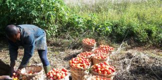 Quelle culture commencer avec 100 000 FCFA au Cameroun ? La culture de la tomate au cameroun