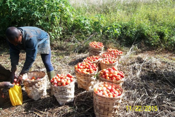 La culture de la tomate au cameroun La culture de la tomate au cameroun
