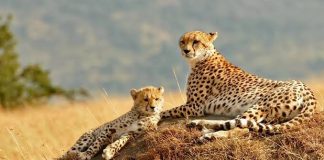 Parc national de Boumba-Bek : un trésor de biodiversité au Cameroun Parc national de Boumba-Bek