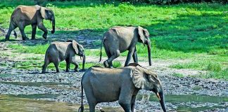 Quel parc camerounais choisir pour un safari ? Parc national de Lobéké
