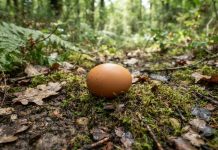 Posez un œuf à cet endroit : cette ancienne croyance se transmet encore aujourd’hui au Cameroun Posez un œuf à cet endroit