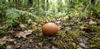Posez un œuf à cet endroit : cette ancienne croyance se transmet encore aujourd’hui au Cameroun Posez un œuf à cet endroit