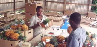 Idées de business pour femmes au foyer au Cameroun : 20 activités rentables pour gagner de l’argent business au Cameroun