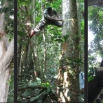 Pourquoi certains arbres sont protégés au Cameroun ? arbres protégés au Cameroun