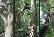 Pourquoi certains arbres sont protégés au Cameroun ? arbres protégés au Cameroun