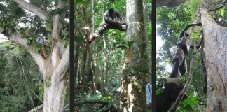 Pourquoi certains arbres sont protégés au Cameroun ? arbres protégés au Cameroun