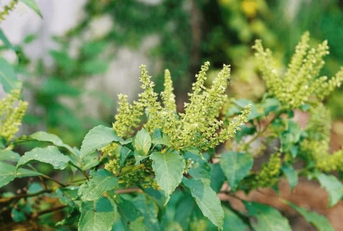 basilic africain basilic africain