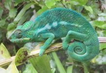 Le caméléon : symbolisme dans la culture camerounaise caméléon culture cameroun