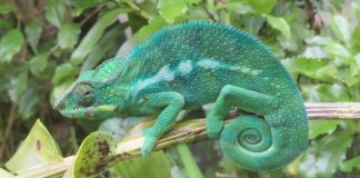 Le caméléon : symbolisme dans la culture camerounaise caméléon culture cameroun