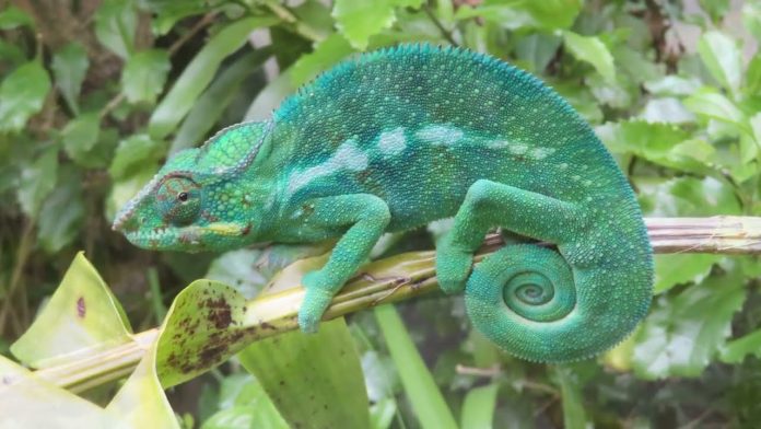 caméléon culture cameroun