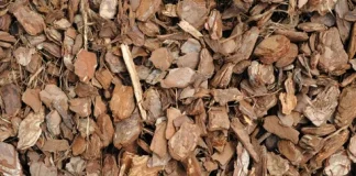 Pourquoi certaines écorces sont encore recherchées aujourd’hui au Cameroun ? écorces au Cameroun