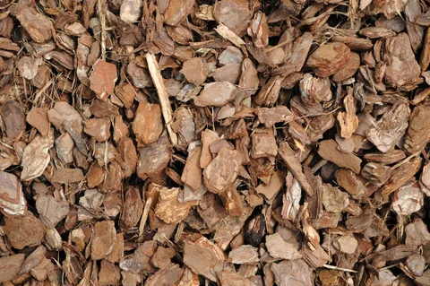 écorces au Cameroun écorces au Cameroun