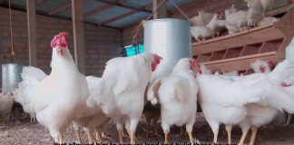 Quel élevage lancer avec 50 000 FCFA au Cameroun ? élevage de poulets au cameroun