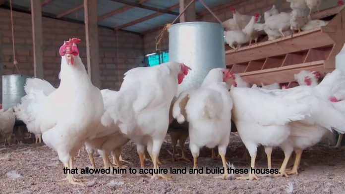 élevage au cameroun élevage de poulets au cameroun