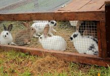 Quel élevage lancer avec 200 000 FCFA au Cameroun ? élevage de lapin au cameroun