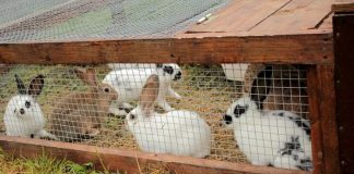 Quel élevage lancer avec 200 000 FCFA au Cameroun ? élevage de lapin au cameroun