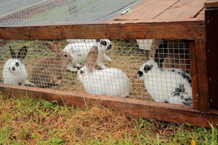 élevage de lapin au cameroun élevage de lapin au cameroun