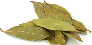 Cette vieille croyance sur les feuilles de laurier intrigue encore feuilles de laurier au cameroun