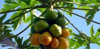Les croyances autour des feuilles de papayer au Cameroun feuilles de papayer cameroun