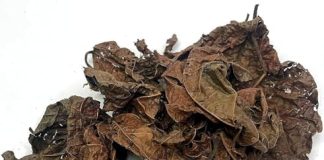 Beaucoup gardent des feuilles séchées dans leur maison feuilles séchées cameroun