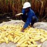 Comment les greniers étaient construits au Cameroun ? greniers maïs au Cameroun