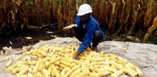 Comment les greniers étaient construits au Cameroun ? greniers maïs au Cameroun