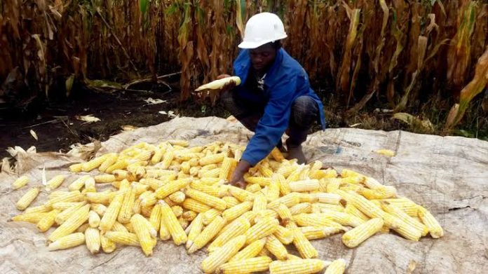 greniers maïs au Cameroun greniers maïs au Cameroun