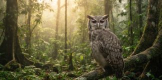 Croyance autour du hibou dans plusieurs régions du Cameroun hibou