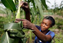 Agriculture : de plus en plus de jeunes Camerounais se tournent vers l’entrepreneuriat agricole jeunes Camerounais dans l'agriculture