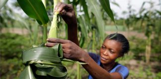 L’atteinte à la réputation en droit camerounais : définition, conséquences et questions-réponses pour les concours jeunes Camerounais dans l'agriculture