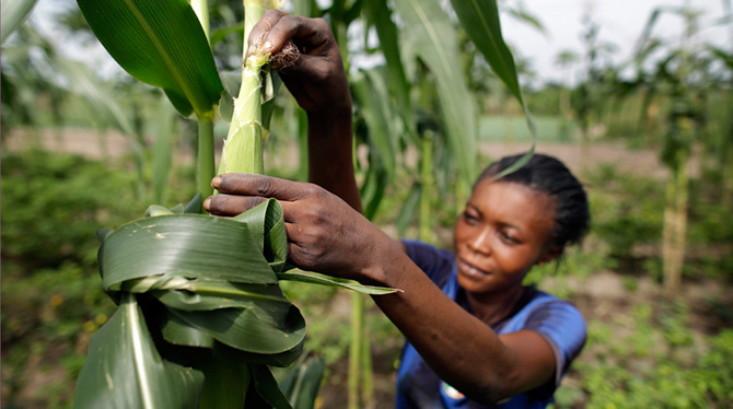 jeunes Camerounais dans l'agriculture jeunes Camerounais dans l'agriculture