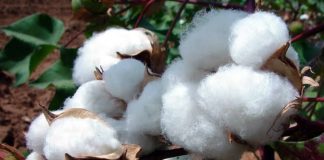 Comment se porte la filière coton au Cameroun ? Production, défis et perspectives la filière coton au Cameroun