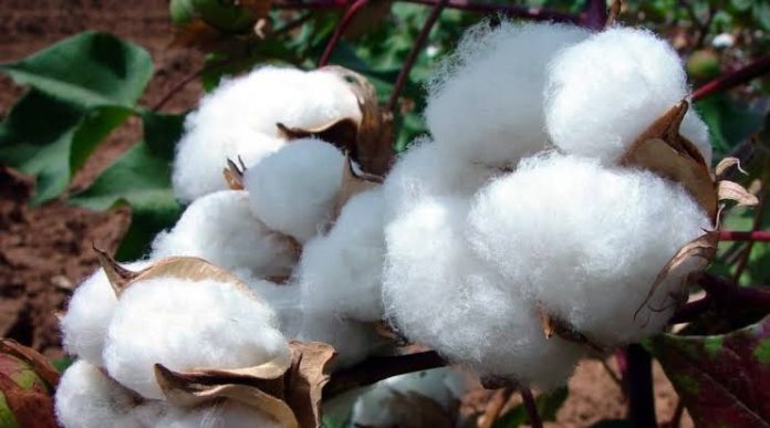 la filière coton au Cameroun la filière coton au Cameroun