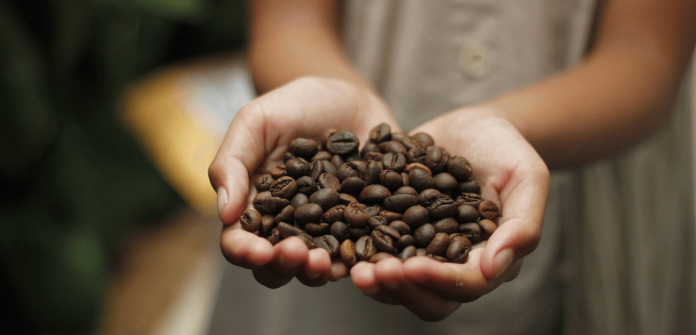 le café au Cameroun fg le café au Cameroun
