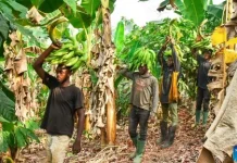 Quelle plantation créer avec 500 000 FCFA au Cameroun ? plantation au Cameroun