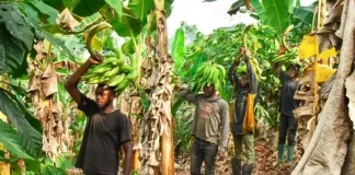 Quelle plantation créer avec 500 000 FCFA au Cameroun ? plantation au Cameroun