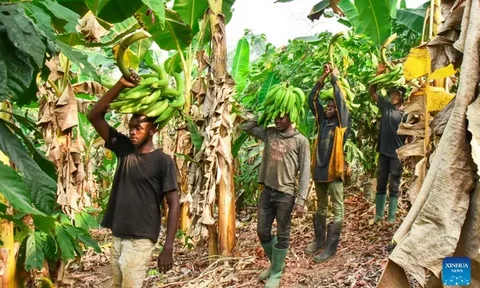 plantation au Cameroun plantation au Cameroun