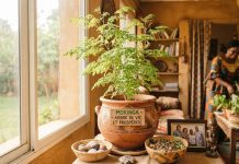 Pourquoi cette plante porte bonheur au Cameroun plante porte bonheur moringa