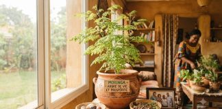 Pourquoi cette plante porte bonheur au Cameroun plante porte bonheur moringa