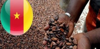 Les producteurs de cacao espèrent une meilleure campagne 2026-2027 prix du cacao Cameroun